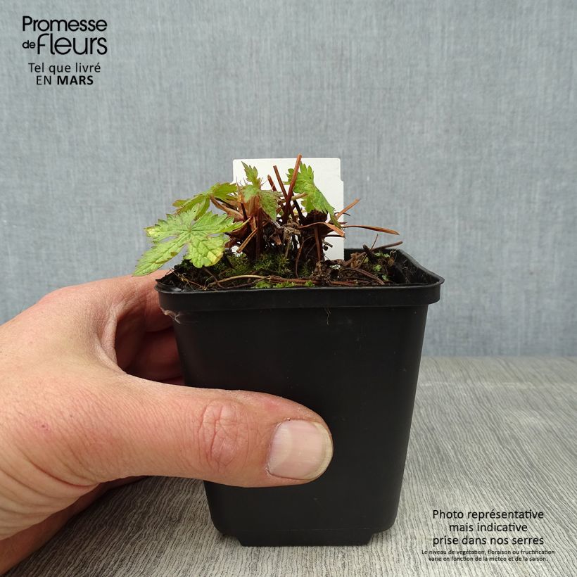 Example of Géranium vivace oxonianum Ankum's White Godet de 8/9 cm as you get in printemps