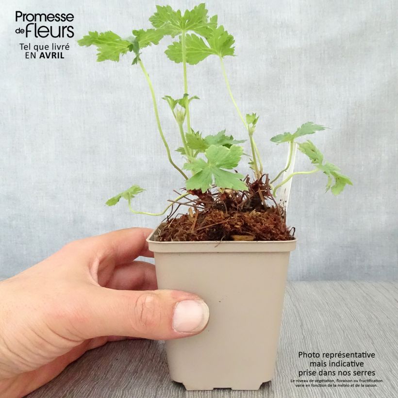 Example of Géranium vivace oxonianum Hollywood Godet de 8/9 cm as you get in printemps