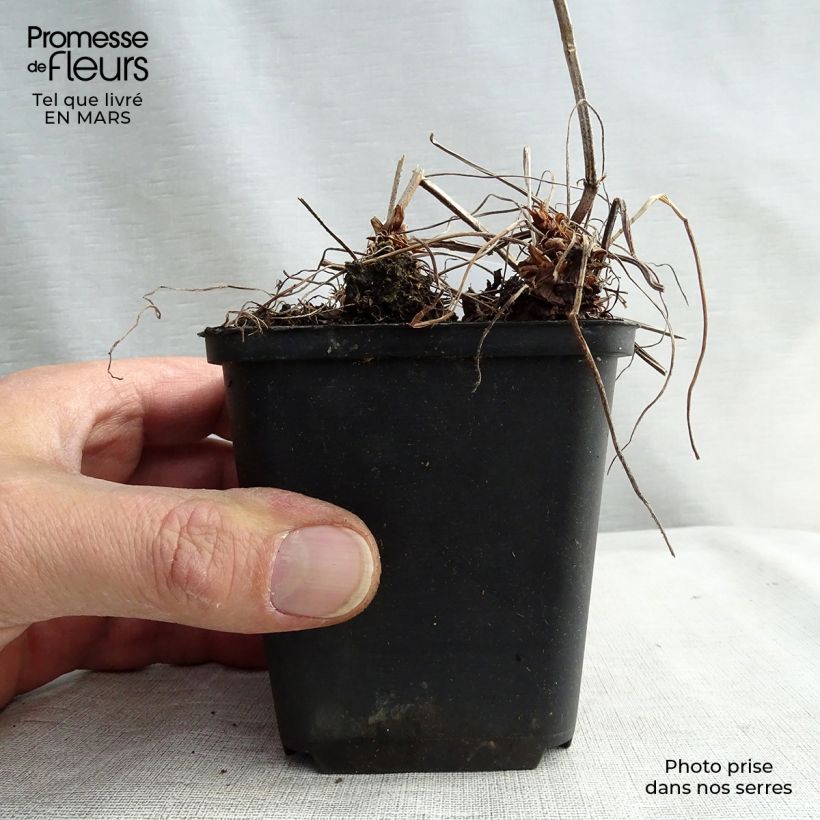 Example of Géranium vivace oxonianum Katherine Adele Godet de 8/9 cm as you get in printemps