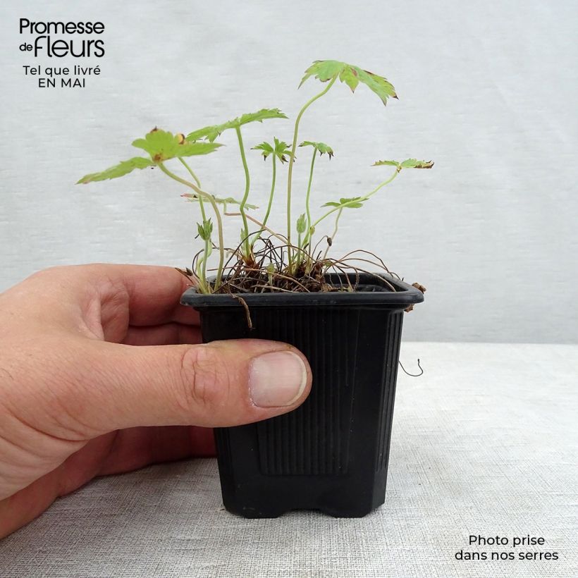 Spécimen de Géranium vivace oxonianum Rosenlicht Godet de 8/9 cm tel que livré au printemps