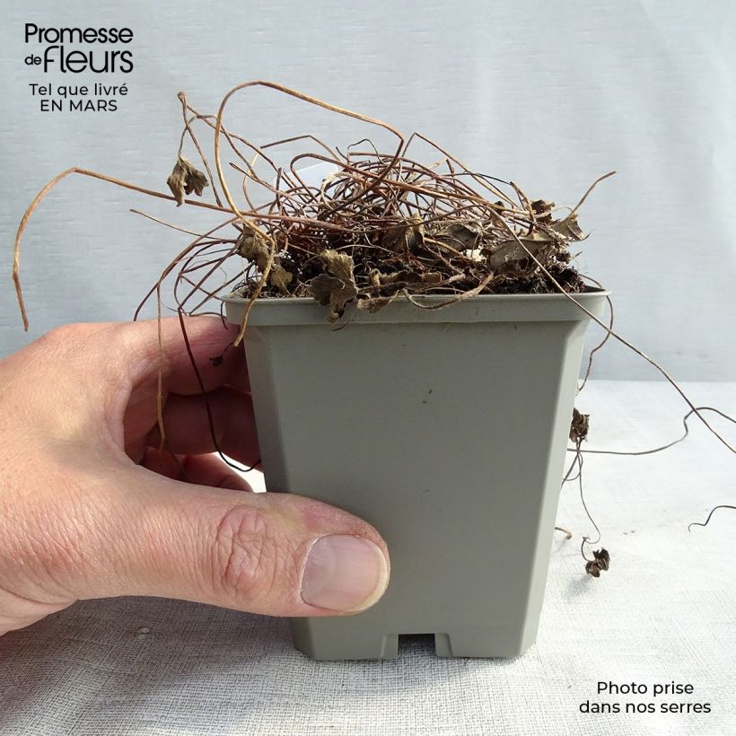 Example of Géranium vivace oxonianum Sanne Godet de 8/9 cm as you get in printemps