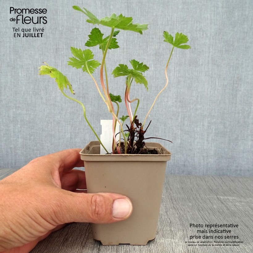 Spécimen de Géranium vivace oxonianum Sherwood Godet de 8/9 cm tel que livré en été