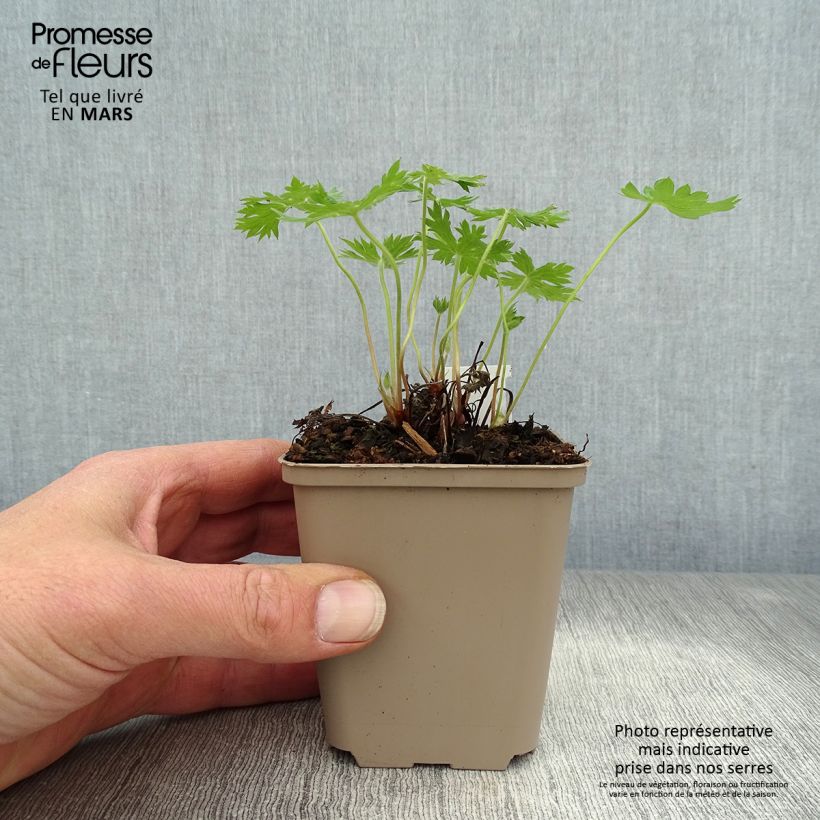 Example of Géranium vivace oxonianum Sherwood Godet de 8/9 cm as you get in printemps