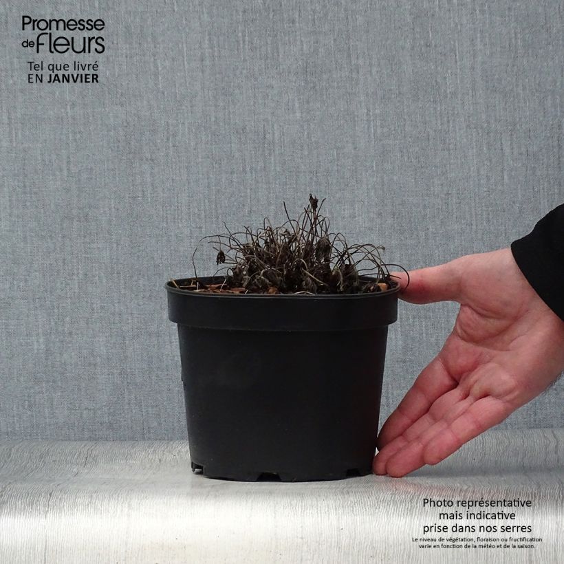 Example of Géranium vivace oxonianum Sherwood Pot de 2L/3L as you get in hiver