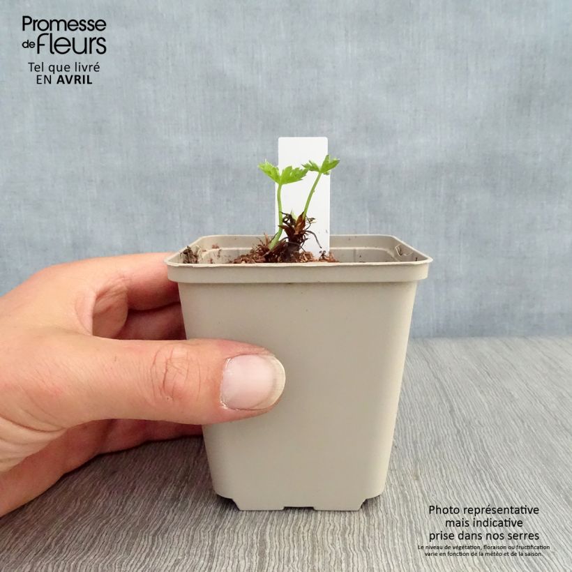 Spécimen de Geranium vivace oxonianum Southcombe Double Godet de 8/9 cm tel que livré au printemps