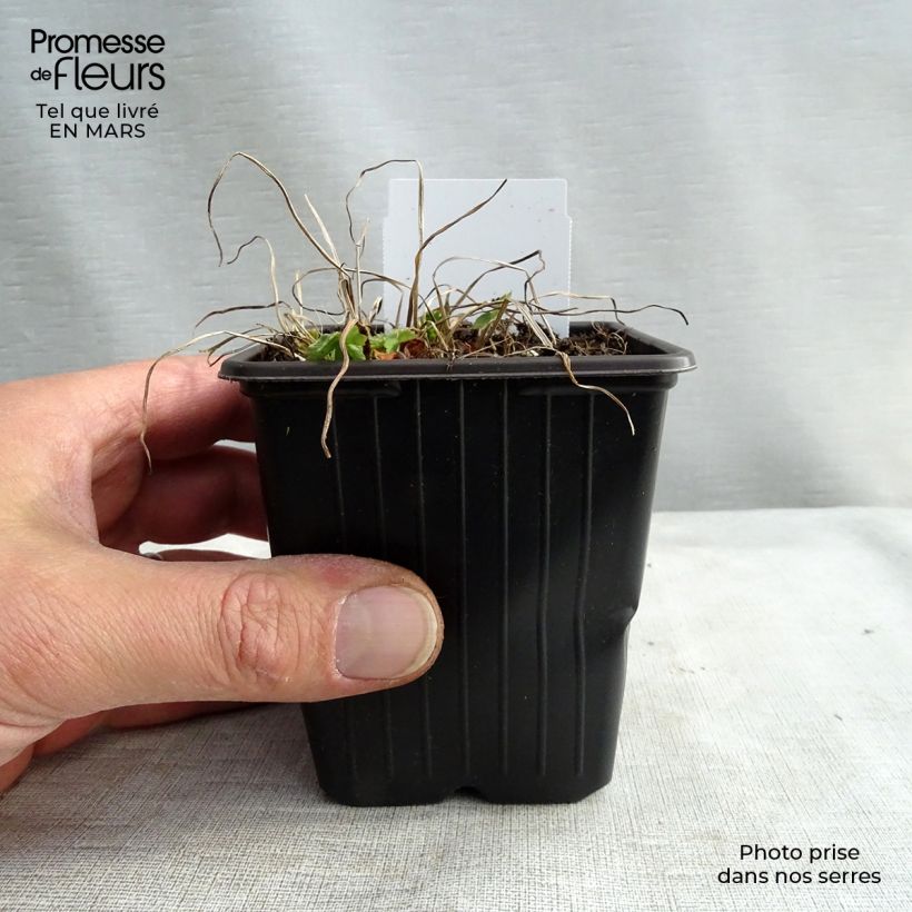 Example of Géranium vivace phaeum Godet de 8/9 cm as you get in printemps