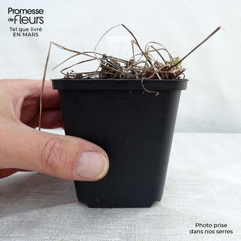 Example of Géranium vivace phaeum Lily Lovell Godet de 8/9 cm as you get in printemps