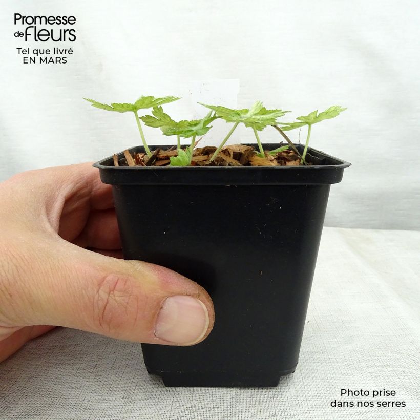 Example of Géranium vivace phaeum Margaret Wilson Godet de 8/9 cm as you get in printemps