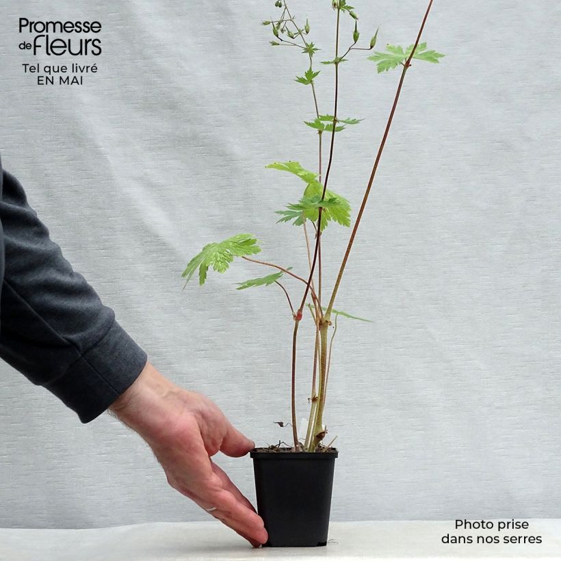 Example of Geranium vivace phaeum Mourning Widow Godet de 8/9 cm as you get in printemps