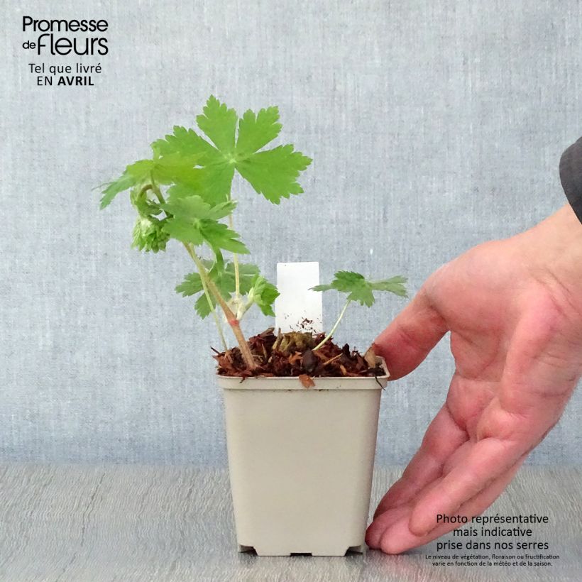 Example of Geranium vivace phaeum Raven - Géranium vivace livide Godet de 8/9 cm as you get in printemps