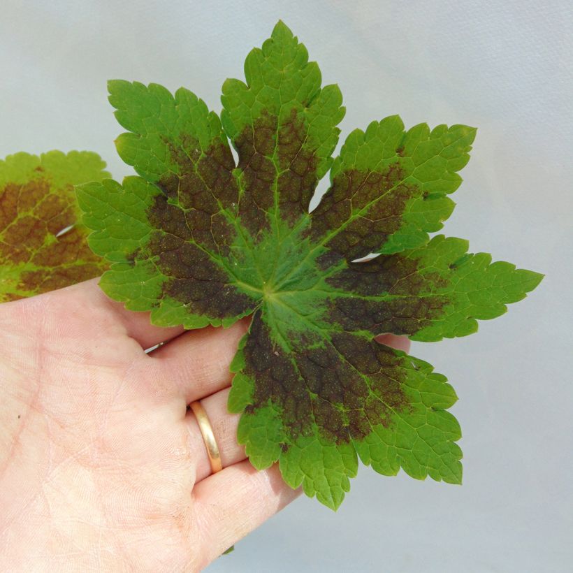Géranium vivace phaeum Samobor (Foliage)