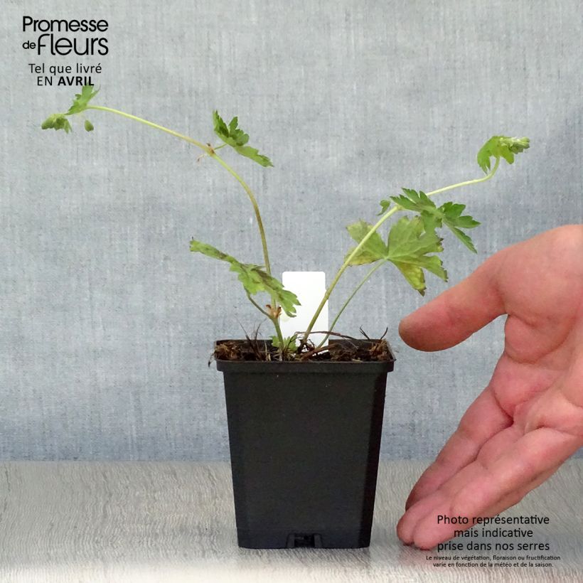 Example of Géranium vivace phaeum Samobor Godet de 8/9 cm as you get in printemps