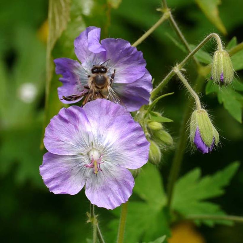 Géranium vivace phaeum var lividum (Flowering)