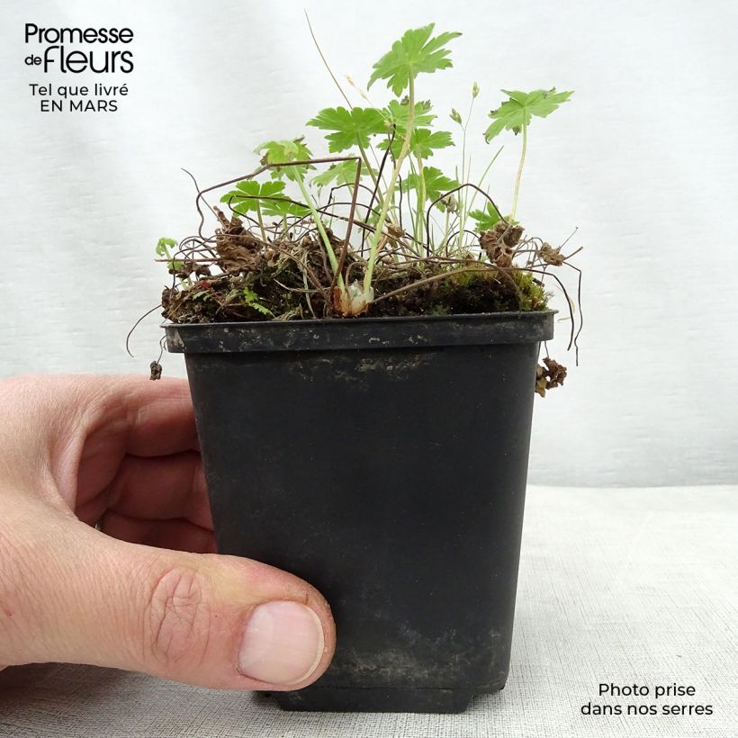 Example of Géranium vivace phaeum var lividum Godet de 8/9 cm as you get in printemps