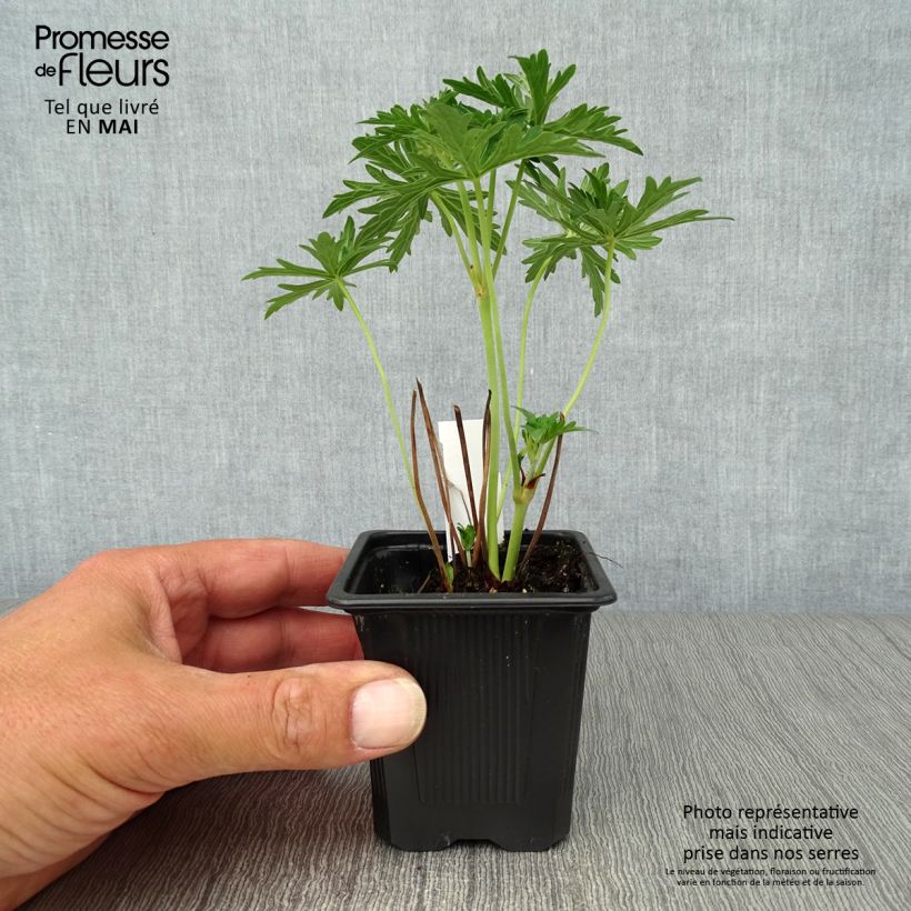 Example of Géranium vivace pratense Algera Double - Géranium des prés Godet de 8/9 cm as you get in printemps