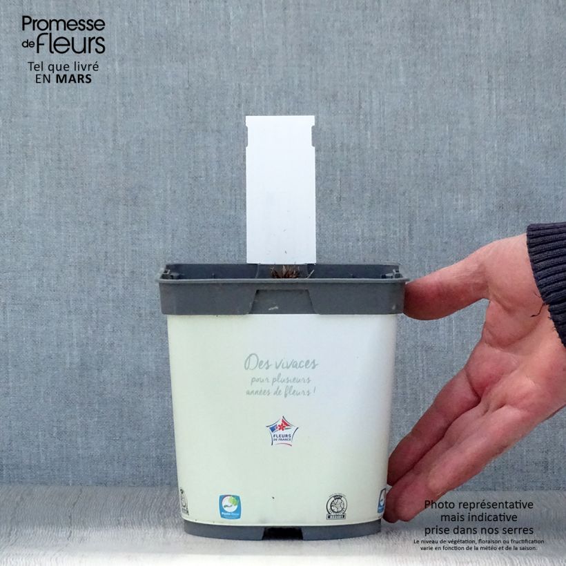 Example of Géranium vivace pratense Algera Double - Géranium des prés Pot de 2L/3L as you get in printemps