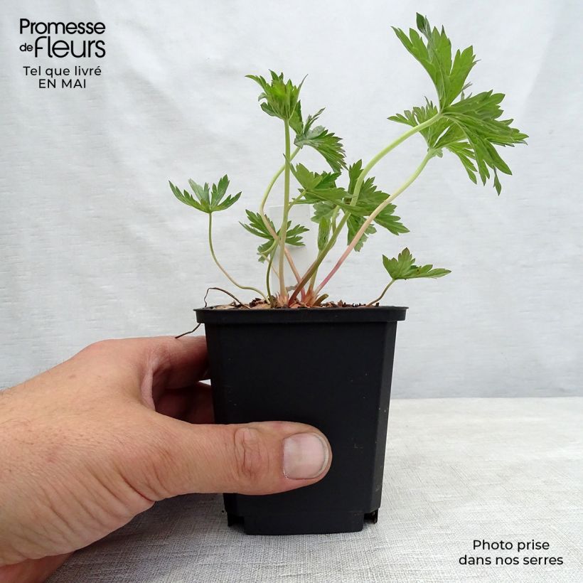 Example of Géranium vivace pratense Cloud Nine - Géranium des près. Godet de 8/9 cm as you get in printemps