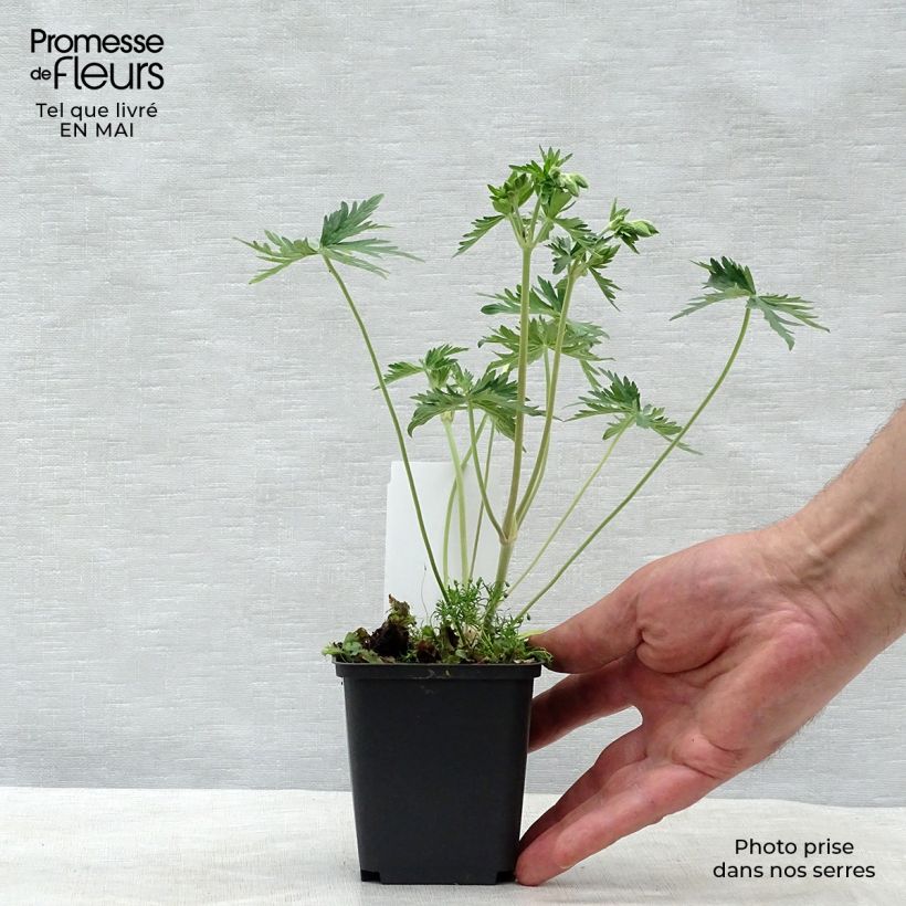 Spécimen de Géranium vivace pratense Galactic - Géranium des près blanc Godet de 8/9 cm tel que livré au printemps