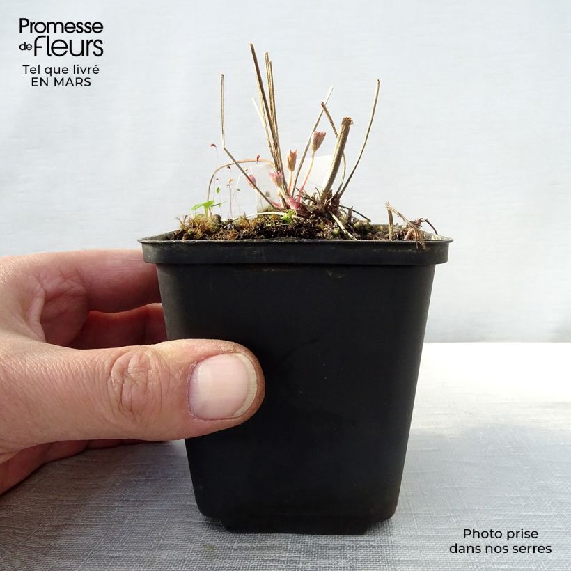 Spécimen de Géranium vivace pratense Ilja - Géranium des près Godet de 8/9 cm tel que livré au printemps