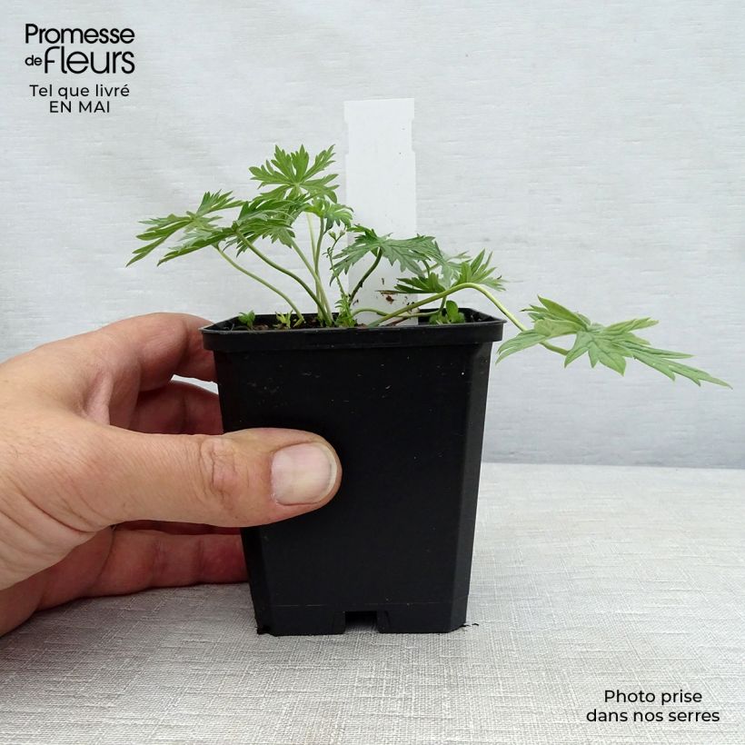 Example of Geranium vivace pratense Laura - Géranium des près  Godet de 8/9 cm as you get in printemps