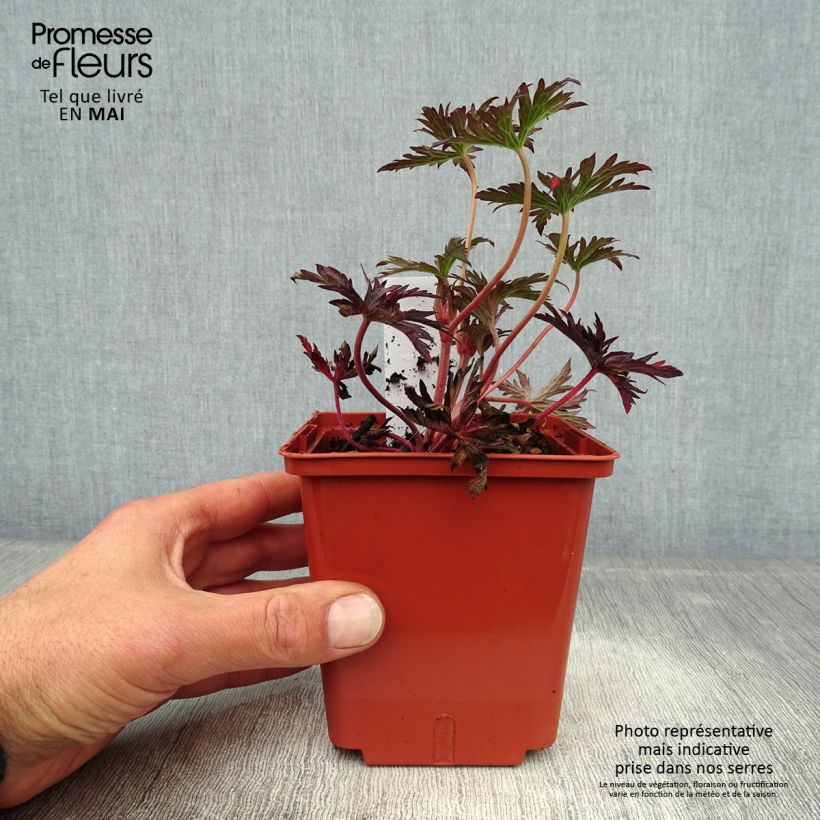 Example of Géranium vivace pratense Midnight Reiter - Géranium des prés Godet de 8/9 cm as you get in printemps