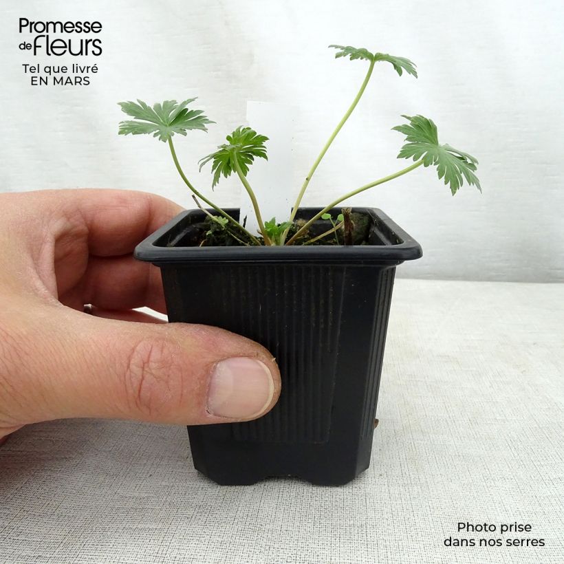 Example of Géranium vivace pratense Mrs Kendall Clark - Géranium des prés Godet de 8/9 cm as you get in printemps