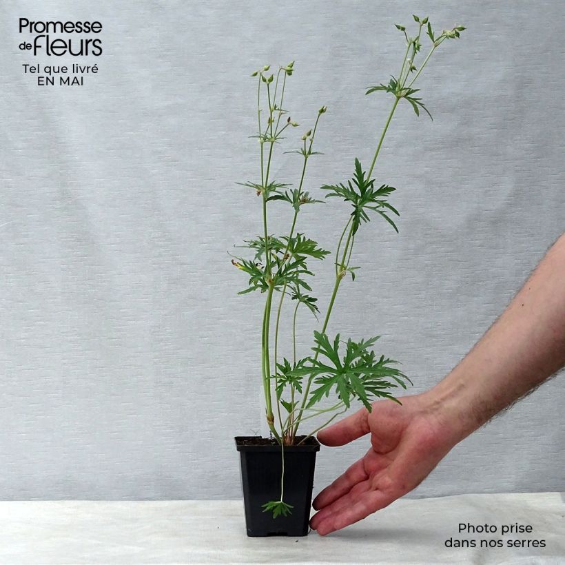 Example of Géranium vivace pratense Summer Skies - Géranium des prés Godet de 8/9 cm as you get in printemps