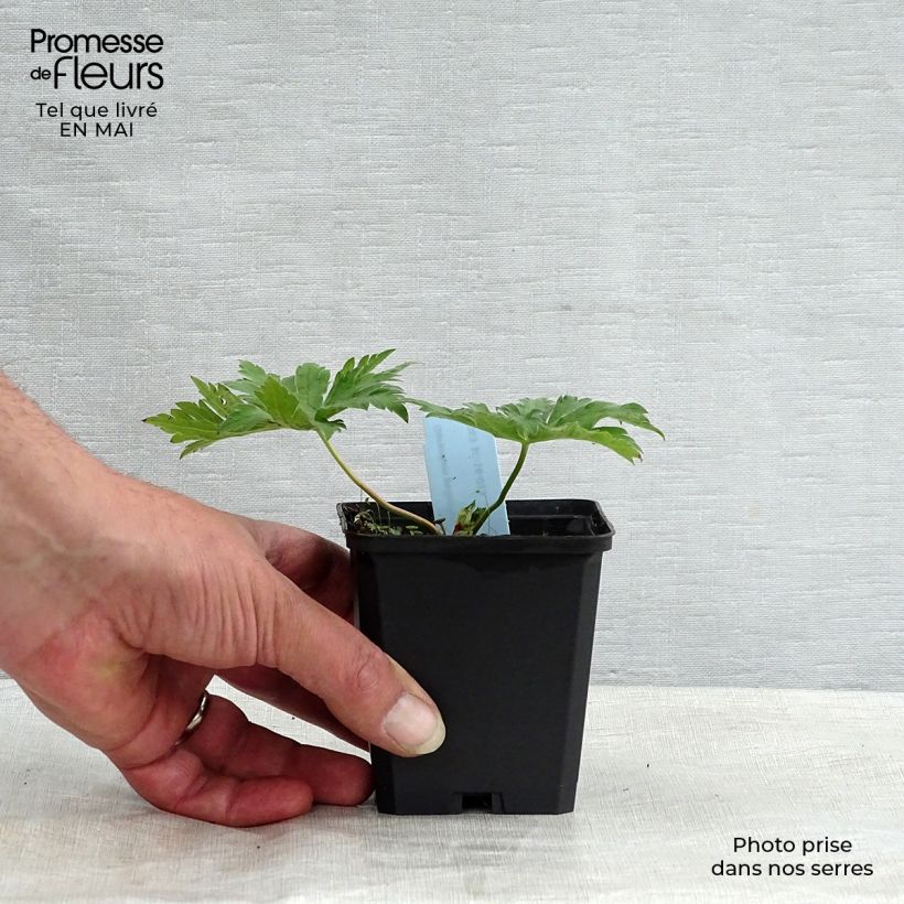 Example of Géranium vivace psilostemon Godet de 8/9 cm as you get in printemps