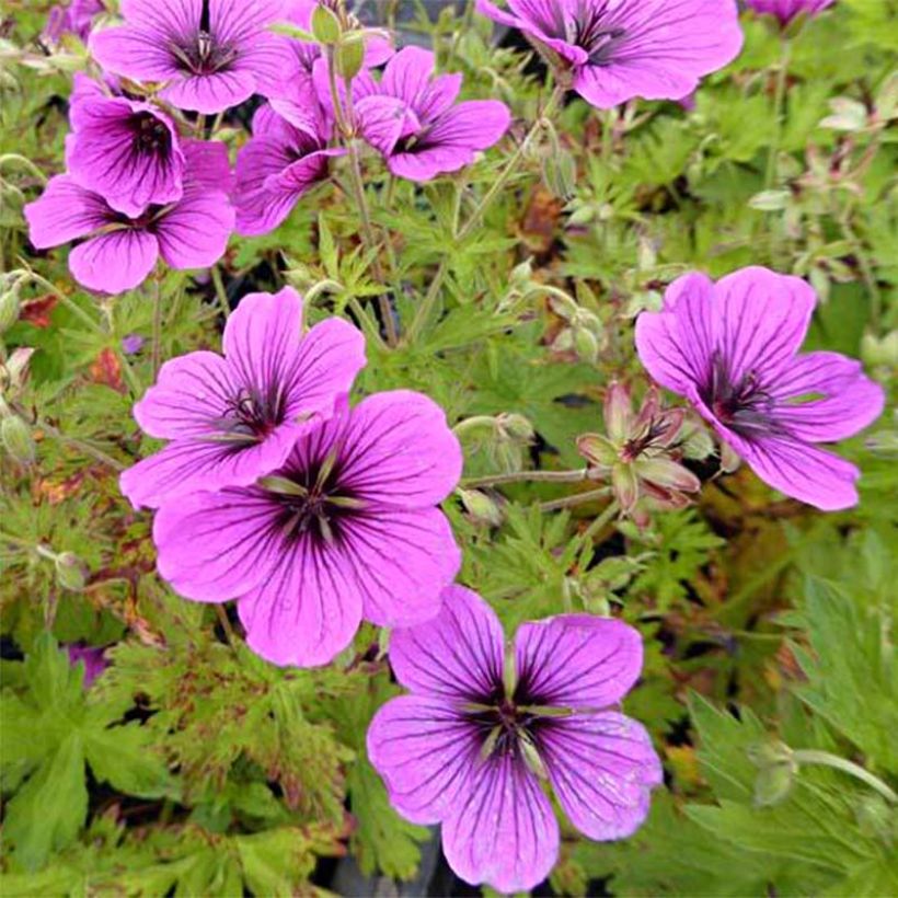 Geranium vivace psilostemon JS Ma Tu Vu (Flowering)