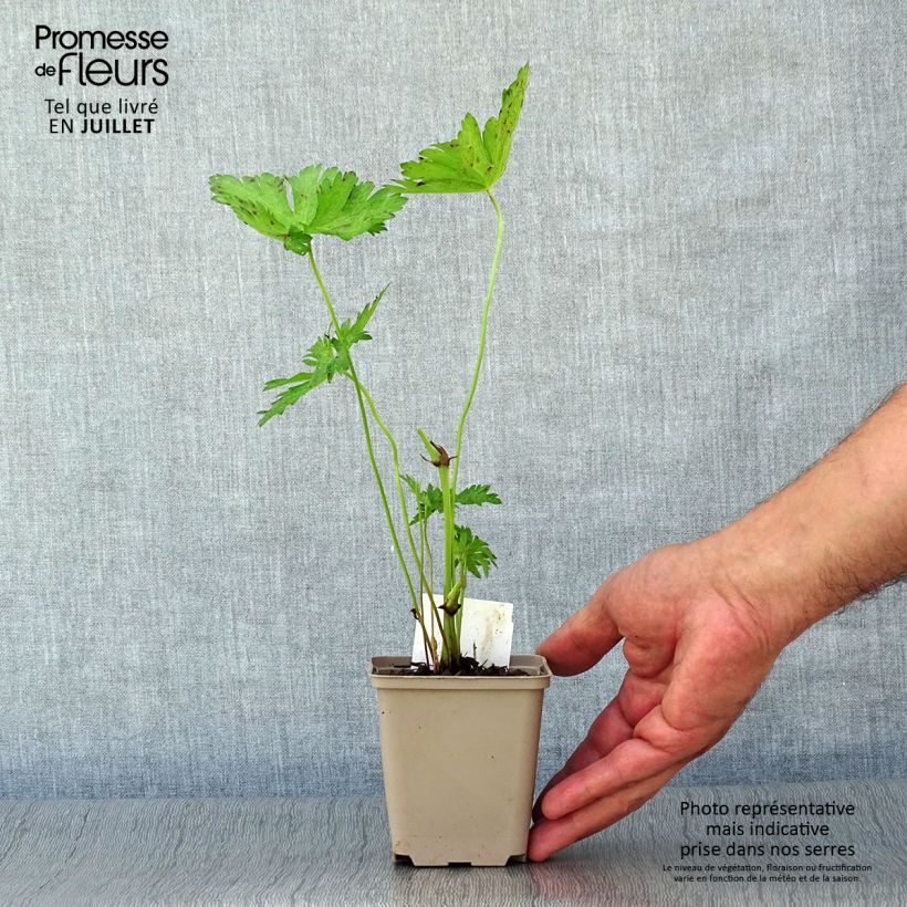 Spécimen de Geranium vivace psilostemon JS Ma Tu Vu Godet de 8/9 cm tel que livré en été