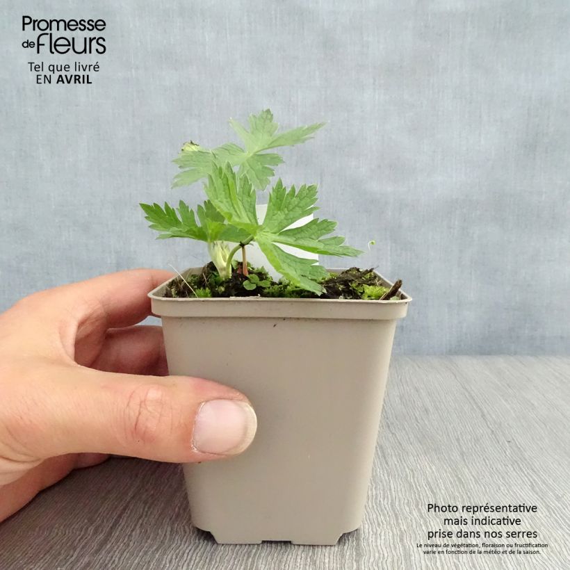 Example of Geranium vivace psilostemon JS Ma Tu Vu Godet de 8/9 cm as you get in printemps
