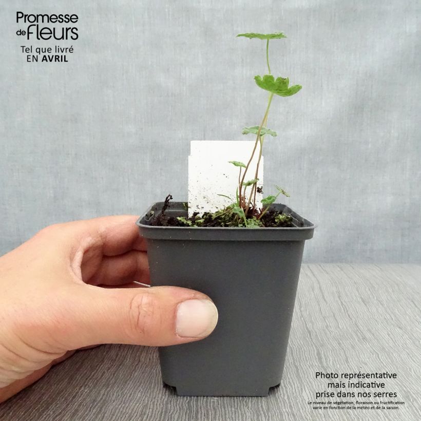 Spécimen de Géranium vivace renardii Tcschelda Godet de 8/9 cm tel que livré au printemps