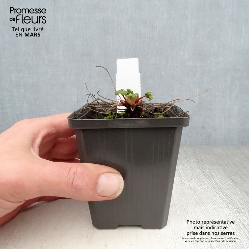 Spécimen de Geranium vivace renardii Zetterlund - Géranium vivace parme clair veiné de violet Godet de 8/9 cm tel que livré au printemps