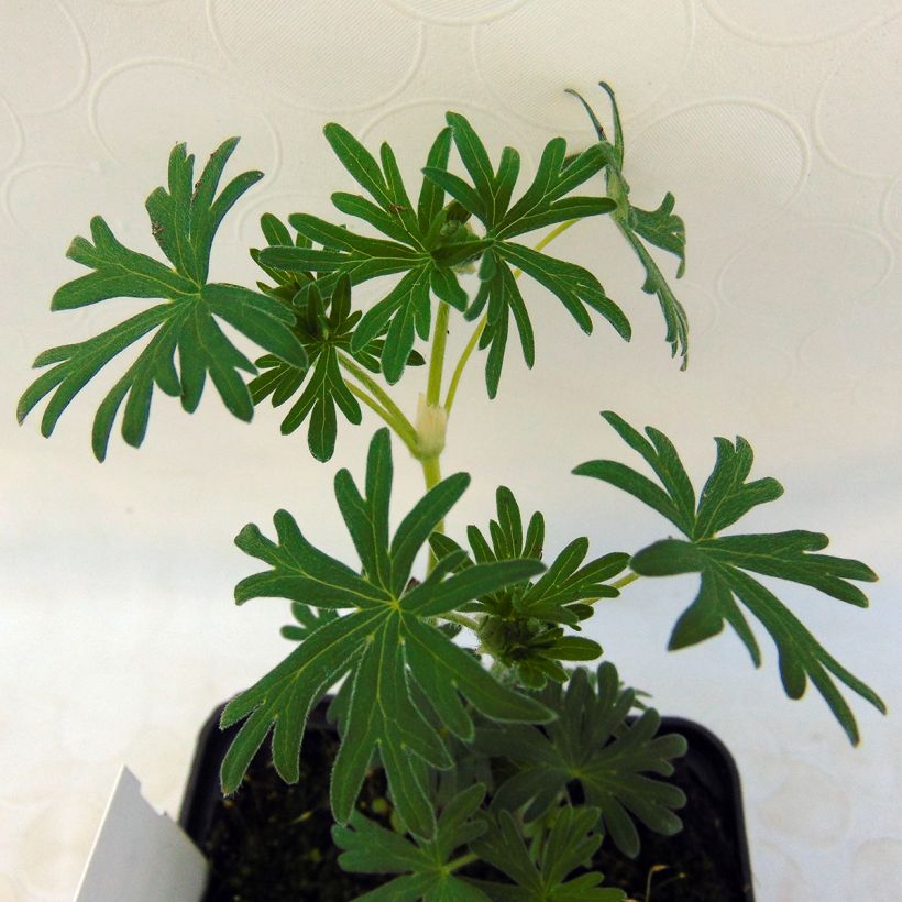 Geranium vivace sanguineum Album (Foliage)