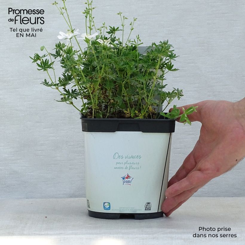 Example of Geranium vivace sanguineum Album Pot de 1,5L/2L as you get in printemps