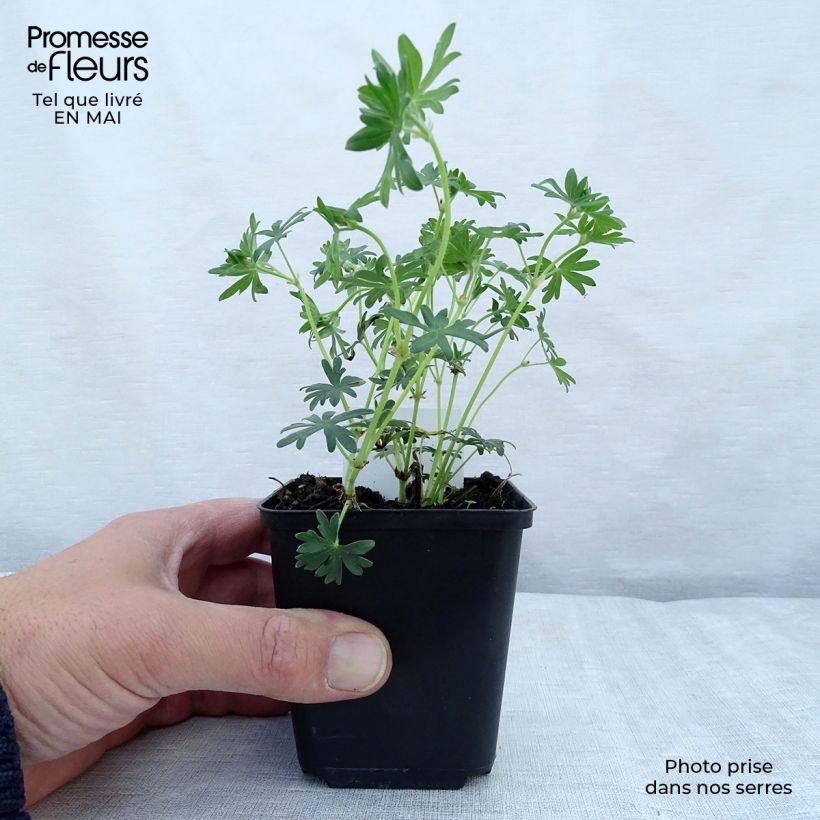 Example of Geranium vivace sanguineum Album Godet de 8/9 cm as you get in printemps