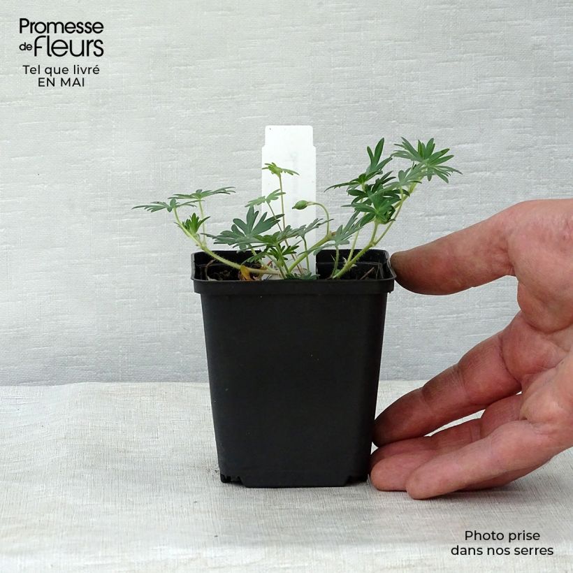 Example of Géranium vivace sanguineum Aviemore Godet de 8/9 cm as you get in printemps