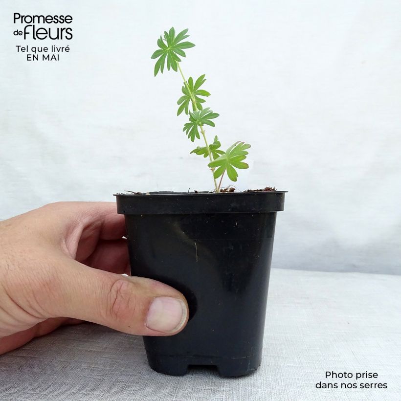 Example of Géranium vivace sanguineum Compactum - Geranium sanguin rose pâle Godet de 8/9 cm as you get in printemps