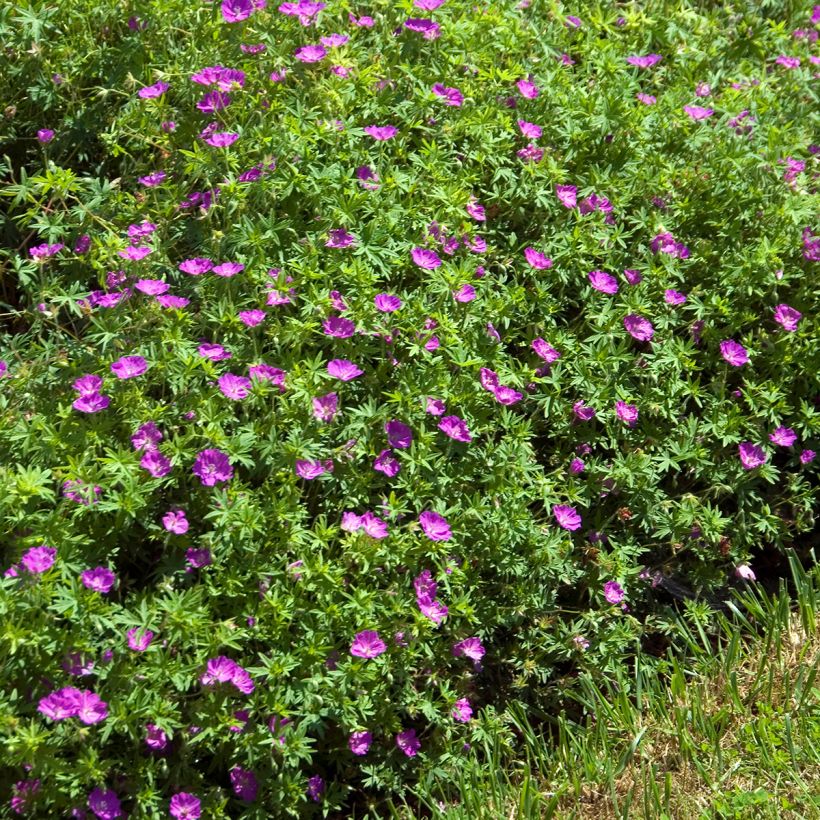 Géranium vivace sanguineum Compactum - Geranium sanguin rose pâle (Plant habit)