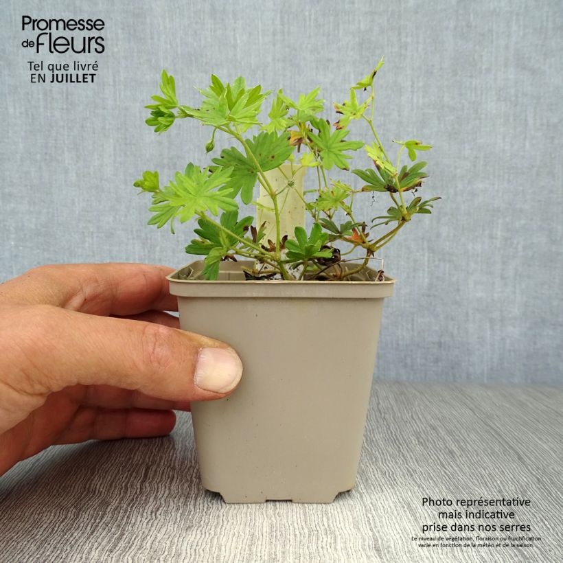 Spécimen de Geranium vivace sanguineum Elke Godet de 8/9 cm tel que livré en été