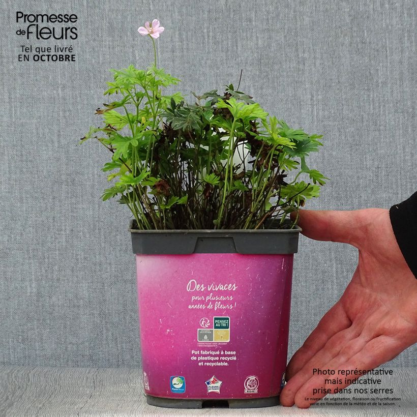 Spécimen de Geranium vivace sanguineum Elke Pot de 2L/3L tel que livré en automne