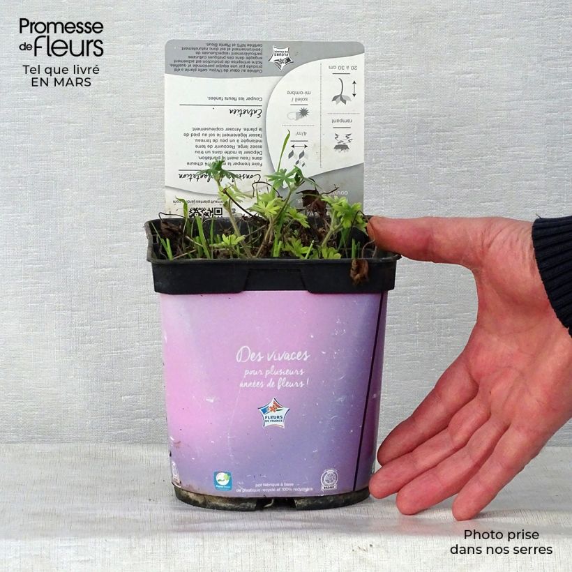 Example of Geranium vivace sanguineum Elke Pot de 2L/3L as you get in printemps