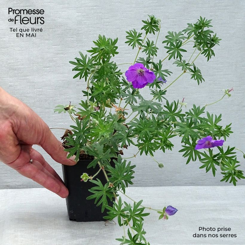 Spécimen de Géranium vivace sanguineum Elsbeth Godet de 8/9 cm tel que livré au printemps