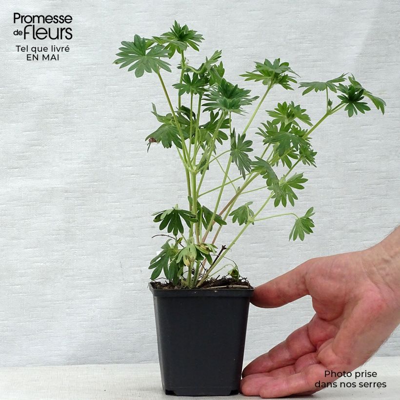 Example of Géranium vivace sanguineum Hannelore Godet de 8/9 cm as you get in printemps