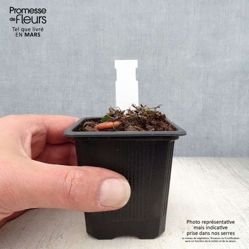 Example of Géranium vivace sanguineum Max Frei Godet de 8/9 cm as you get in printemps