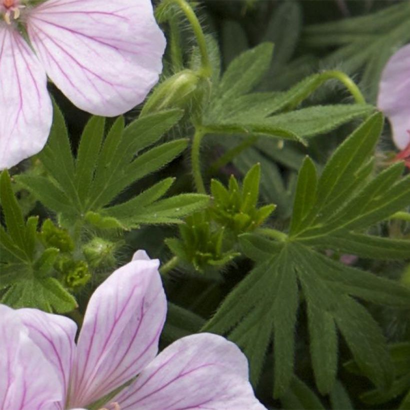 Geranium vivace sanguineum Pink Pouffe (Foliage)