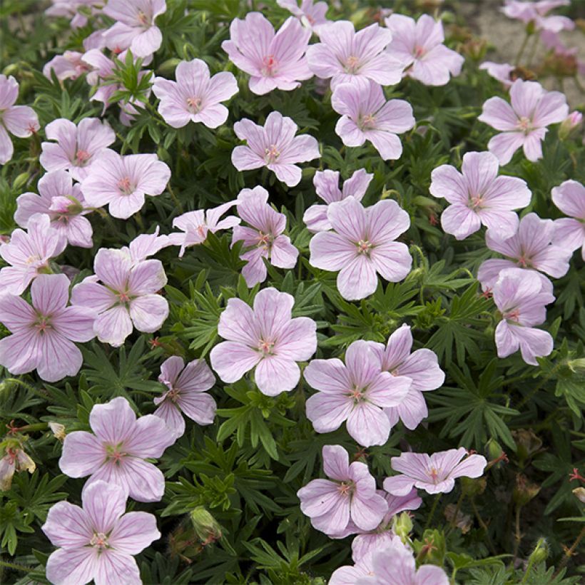 Geranium vivace sanguineum Pink Pouffe (Flowering)