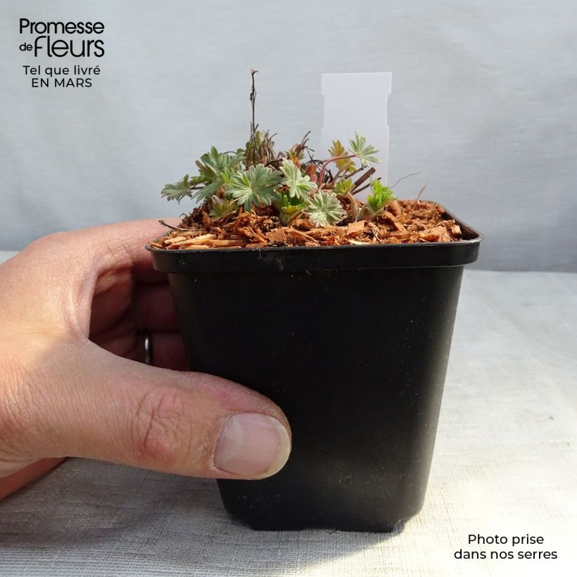 Example of Geranium vivace sanguineum Pink Pouffe Godet de 8/9 cm as you get in printemps