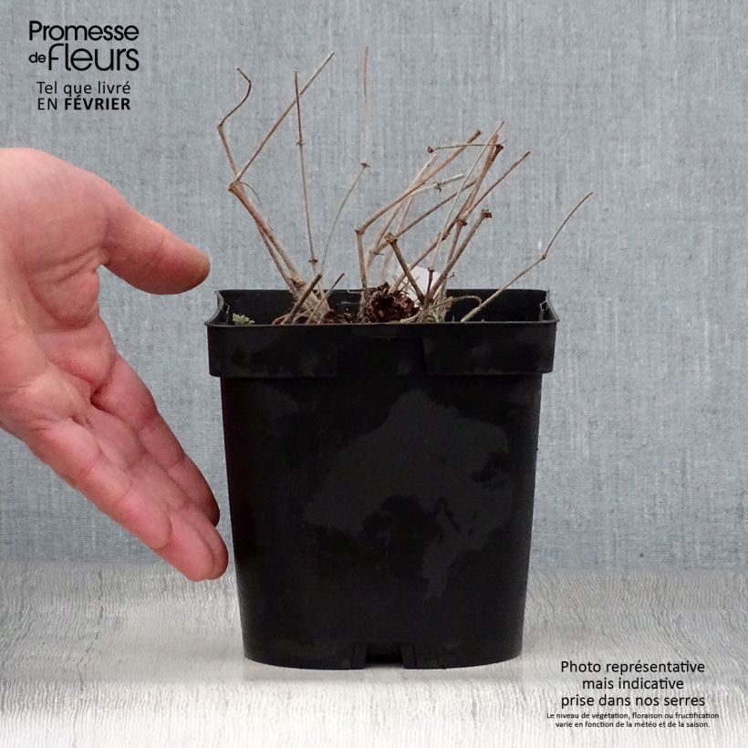 Example of Géranium vivace sanguineum Pot de 1L/1,5L as you get in hiver