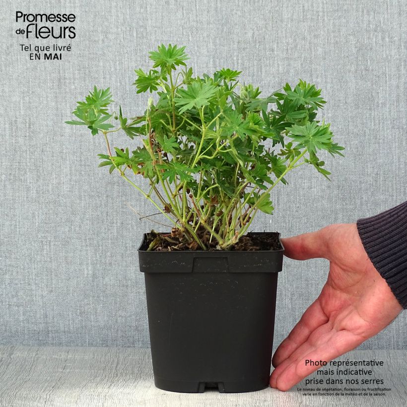 Example of Géranium vivace sanguineum Pot de 2L/3L as you get in printemps